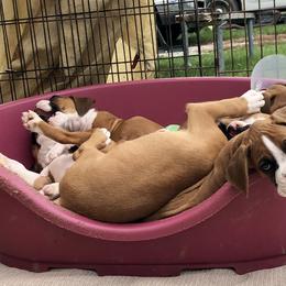Boxer Puppies from FarMore Boxers