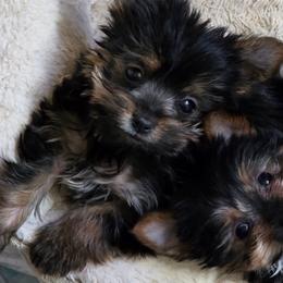 Olive's Boy 3 - Black and tan male Yorkshire Terrier puppy in Aiken, South Carolina from Sio's Yorkies