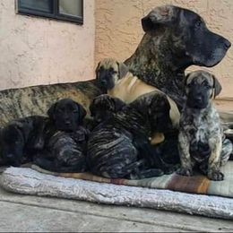 Great Dane Puppies from DaneDreams