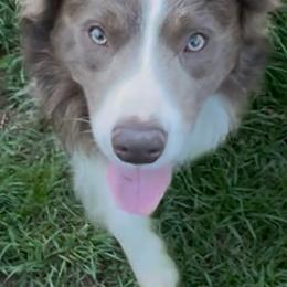 Jasper - Border Collie