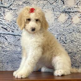 Zoe - Yellow and white female Bernedoodle puppy in Owenton, Kentucky from Elagant Acres