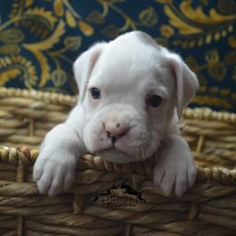 Boxer Puppies from Lieben Boxers