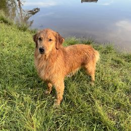 Morgan - Golden Retriever