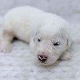 Clyde - Orange Collar - White male Great Pyrenees puppy in San Marcos, California from Faith Family Freedom Farm
