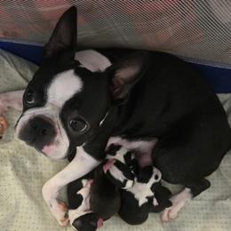Boston Terrier puppies from Grandma's Boston Terriers
