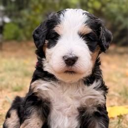 Sable - Tri-color female Bernedoodle puppy in Sandy, Oregon from MC Doodles