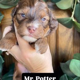 Mr. Potter - Sable male Bernedoodle puppy in Superior, Arizona from Mountain Bridge Doodles