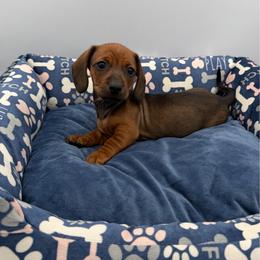 Green Collar Girl - Sable female Dachshund puppy in Odessa, Texas from K9 Royal Club