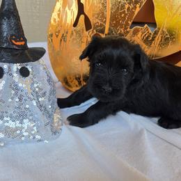 Chrissy - Black female Miniature Schnauzer puppy in Hickory, North Carolina from Selene's Schnauzers