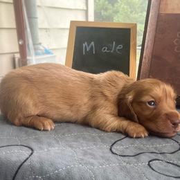 Milton - Cream male Dachshund puppy in Sharon Springs, New York from Show Us The Way Homestead