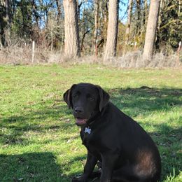 Labrador Retriever Puppies from Howard English Labradors