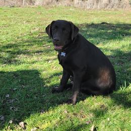 Labrador Retriever Puppies from Howard English Labradors