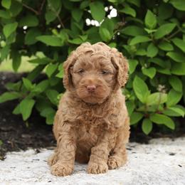 Pink - Caramel female Australian Labradoodle puppy in Williamstown, New York from Lewis Manor Labradoodles