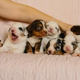6 Boys - Blue merle male Australian Shepherd puppy in Burkesville, Kentucky from Bline’s Awesome Aussies & Doxies at the Bline Family Farm
