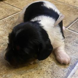 OREO. CKC FULL RIGHTS - Black and cream male Dachshund puppy in Elizabethtown, Kentucky from Teeny Tiny Puppy Tails