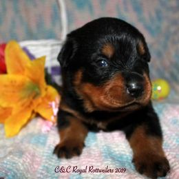 Rottweiler Puppies from C&C Royal Rottweilers