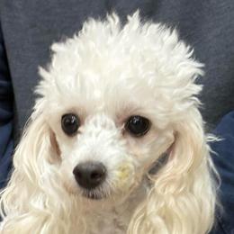Sunshine - Poodle
