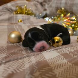 Aurora - Black white and tan female English Springer Spaniel puppy in Cookeville, Tennessee from Krossroads Kennel