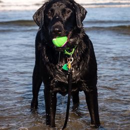 Labrador Retrievers from Catherine Creek Labradors