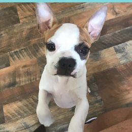 Scarlet - Boston Terrier