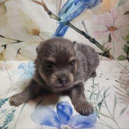 Cupid - Blue and tan male Pomeranian puppy in Weatherford, Texas from Jeweled Poms