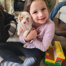 Cavapoo and Dachshund Puppies from Barnyard Dachshunds, Dals & Doodles