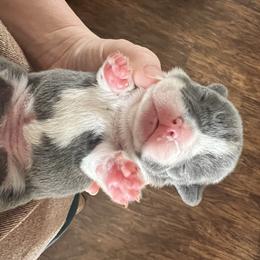Girl 1 - female French Bulldog puppy in Nora Springs, Iowa from Summit View Frenchies