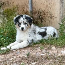 Sunny - Blue merle female Australian Shepherd puppy in Preston, Idaho from KC Bar Ranch Aussies