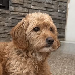 Bootsie - Goldendoodle