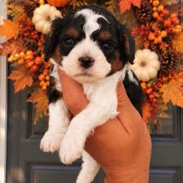 Guernsey - Tri-color female Cavapoo puppy in Salt Lake City, Utah from SunnySide Mini Doodles