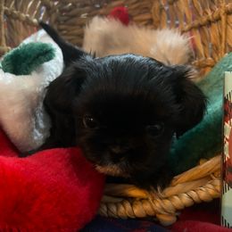 Max - Black and white male Shih Tzu puppy in Wyoming, Michigan from Shih Tzu Shenanigans