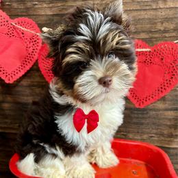 Visco - Chocolate tan and white male Biewer Terrier puppy in Winslow, Arkansas from Morning Glory Puppies