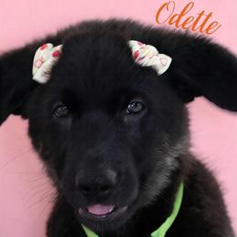 Odette - Black and cream female German Shepherd puppy in De Land, Florida from 3B’s Animal Artistry