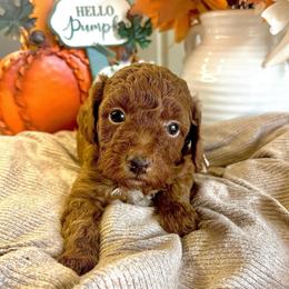 Daphne (Pink) - Apricot female Poodle puppy in Calimesa, California from Teakwood Poodles of SoCal