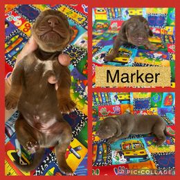 Marker - Chocolate male Catahoula Leopard Dog puppy in Forbes, Minnesota from North Country Catahoulas