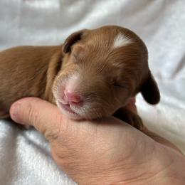 Piglet - Red and white male Cockapoo puppy in Adrian, Oregon from ApplebyFarm