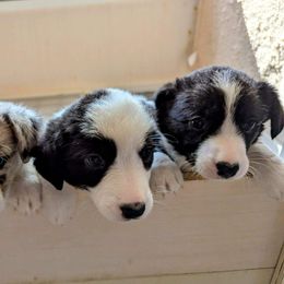 Cardigan Welsh Corgi Puppies from Smoky Tails Corgis