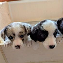 Cardigan Welsh Corgi Puppies from Smoky Tails Corgis