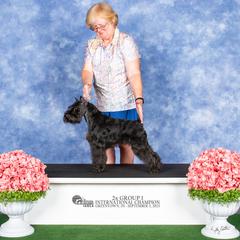 Armani - Miniature Schnauzer