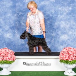 Armani - Miniature Schnauzer