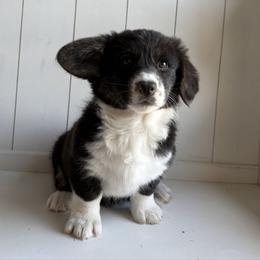 Midnight - Black and white female American Corgi puppy in Temple, Texas from Silver Moon Cardigan Corgis