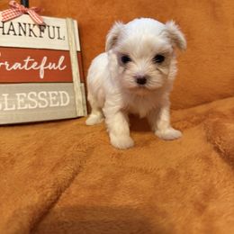 Lilly - White female Maltese puppy in Asheville, North Carolina from TCBs Glowing Maltese
