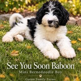 See You Soon Baboon - Tri-color male Bernedoodle puppy in Grove, Oklahoma from Guinn Family Farms