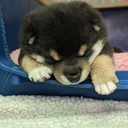 Shiba Inu Puppies from Takikawa Shiba Inus