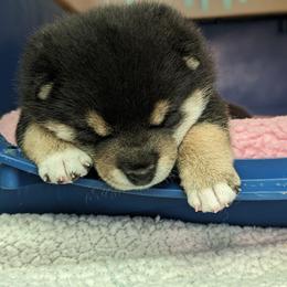 Shiba Inu Puppies from Takikawa Shiba Inus