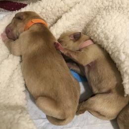 Labrador Retriever Puppies from Sycamore Kennels