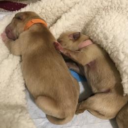Labrador Retriever Puppies from Sycamore Kennels