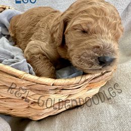 Goldendoodle Puppies from R&L Goldendoodles