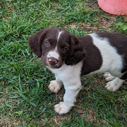 Boy 2 - Liver and white male English Springer Spaniel puppy in Herington, Kansas from Sho-Me Springers
