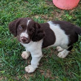 Boy 2 - Liver and white male English Springer Spaniel puppy in Herington, Kansas from Sho-Me Springers